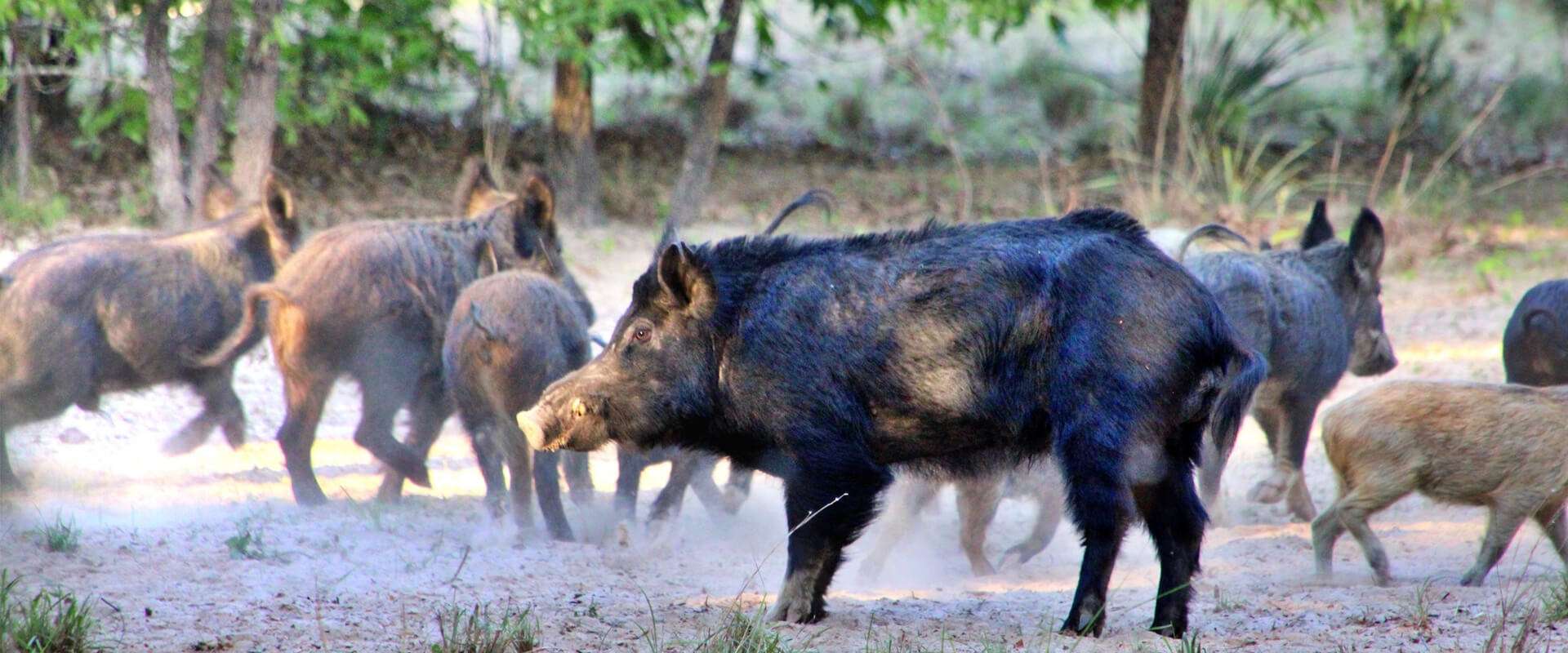 About Team Swamp Stomp About Team Swamp Stomp