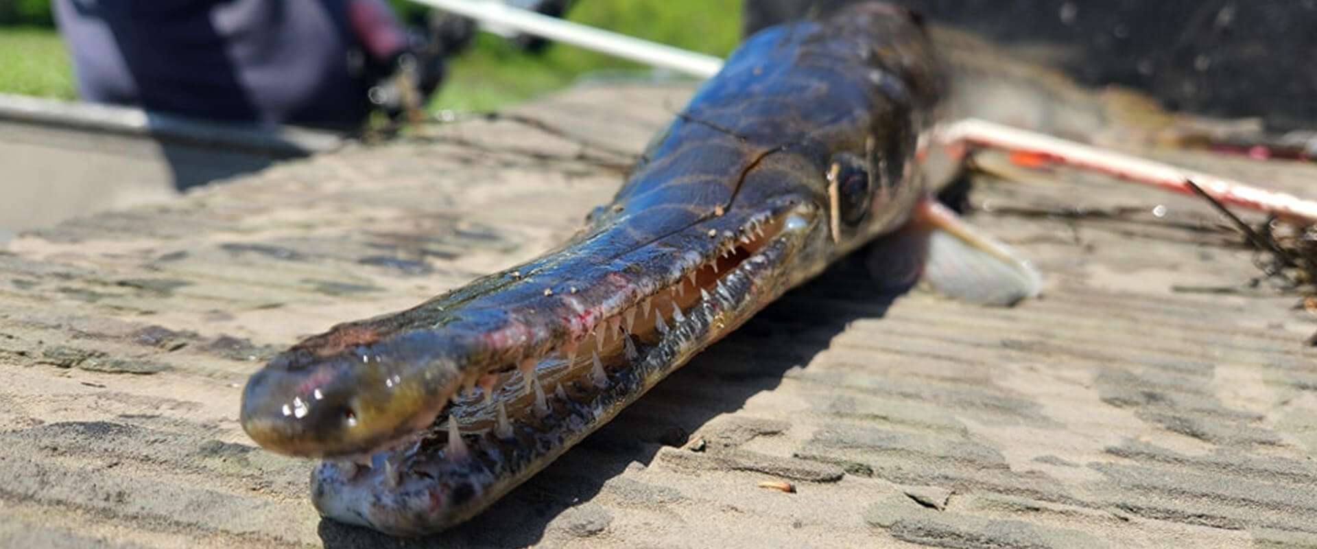 Bow Fishing Charters Bow Fishing Charters